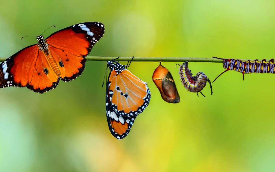Learn to Transform Your Life by Changing Your Attitude!